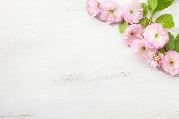 Naklejka na ściany i meble Branch of blossom Almond (Prunus triloba) on white wooden table.