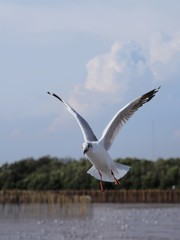 Seagulls in mangrove forest reserve bangpoo Thailand