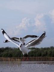 Seagulls in mangrove forest reserve bangpoo Thailand