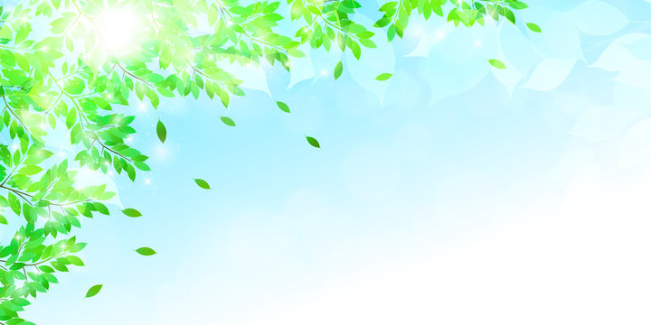 新緑　葉　風景　背景 