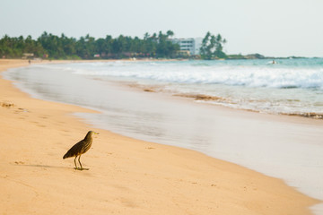 Wild bird at Bentota beach. Sri Lanka