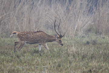 Naklejka na ściany i meble male Chital or spotted deer who grazes on a watered meadow on a winter morning in the fog