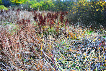 Dry gray grass glade with shrubs, cloudy rainy day, in Ukraine in autumn