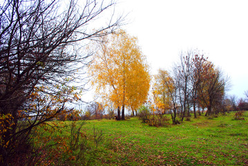 Green grass glade, yellow birch and trees without leaves, cloudy rainy sky, in Ukraine in autumn