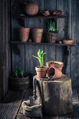 Young green plants in old red clay pots