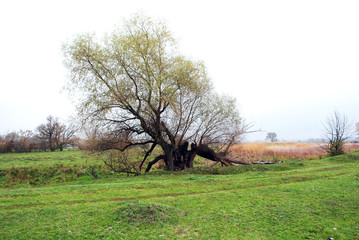 Willows tree with yellow leaves and grass glade and forest on the horizon, cloudy rainy sky and mist in Ukraine in autumn