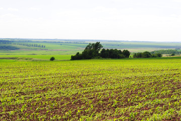 Field of corn (maize) in spring along trees and hills in horizon, sky and clouds, Ukraine