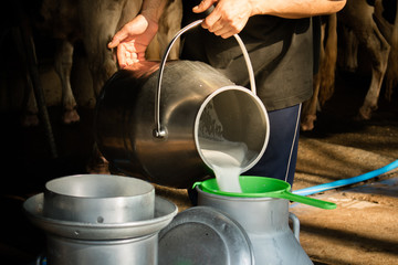 Dairy farming, worker is pouring fresh milk that got from milch cow pour down to the tank, It's the filtration contaminants process. © Chanidapha
