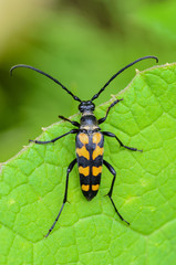 Beetle of leptura quadrifasciata with long mustachessitting on the edge of a leaf