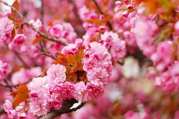 The tree of sakura blossoms in Ukraine with pink flowers. Close up
