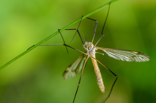 Mosquito of tipulidae with green eyes hanging on four paws