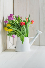 Fresh tulip in white watering can on white table
