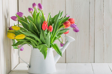 Colourful tulip in the watering can on white table