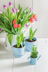 Closeup of fresh tulip on a white table
