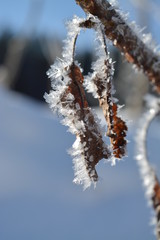 leaf with ice crystal
