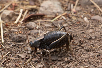 Shield-backed katydid at egg deposition in Grand Teton NP in Wyoming in the USA
