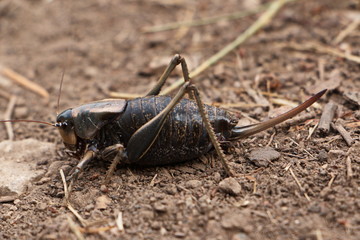 Shield-backed katydid at egg deposition in Grand Teton NP in Wyoming in the USA

