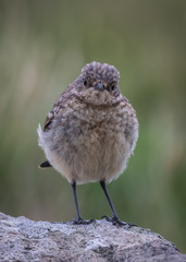 Juvenile wheatear (Oenanthe oenanthe)