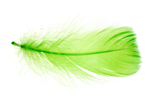 Green feathers Stock Photos, Royalty Free Green feathers Images