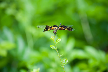 Close up dragonfly on green nature.