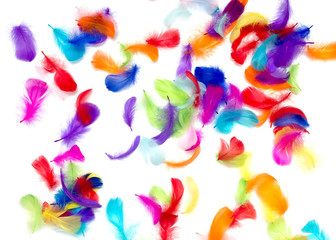 Multi-colored feathers on a white background