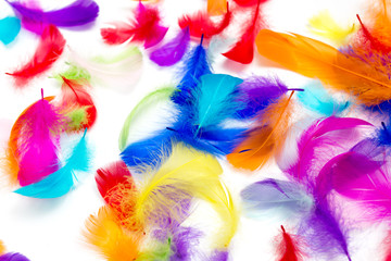 Multi-colored feathers on a white background
