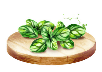 Bunch of fresh organic basil on the cutting board. Watercolor hand drawn illustration, isolated on white background