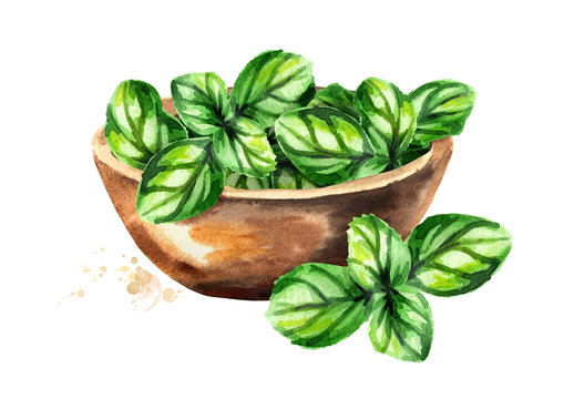 Bowl with Basil. Watercolor hand drawn illustration, isolated on white background