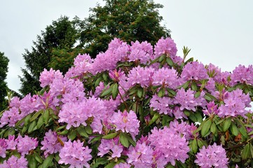 Rosa Rhrododendron