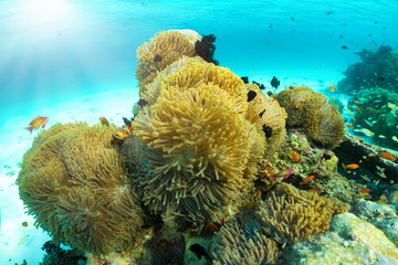 Naklejka na ściany i meble Die bunte Unterwasserwelt der Malediven: Seeanemonen mit Clownfischen