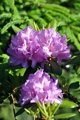 Rhododendron