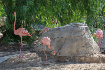 Pink flamingos in a natural habitat.