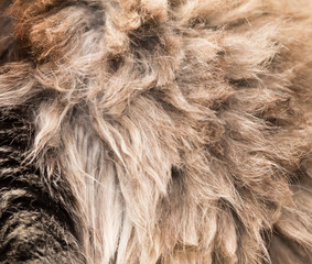 Wool of a fluffy cat as a background