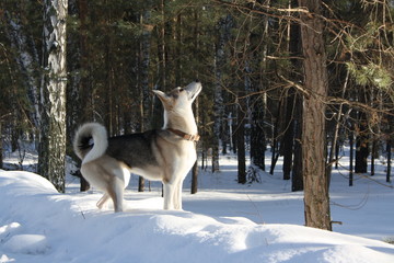 dog,husky,snow