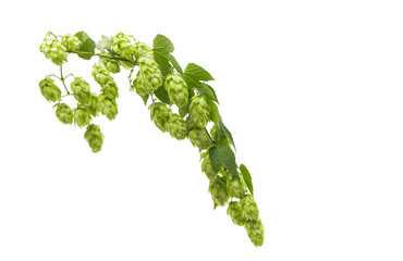 liana hops with cones isolated