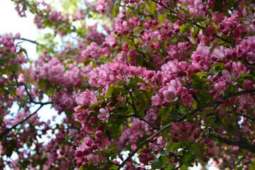Obraz na płótnie Canvas Blooming of decorative apple tree. Malus Niedzwetzkyana. Branches with beautiful pink flowers.
