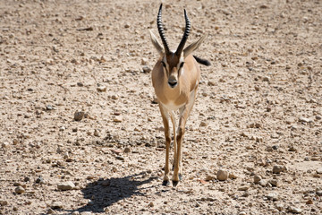 Young African antelope