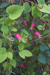 Whiteleaf Leather flowers (Clematis glaucophylla)