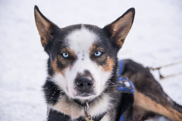 Dog Sledding, Sweden, Husky