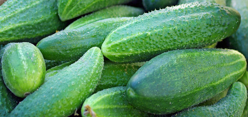 Collected fresh cucumbers.