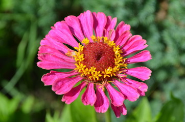 Fototapeta premium flower pink