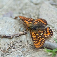 Papillon d'alpage sur fond gris