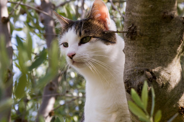 Kot na drzewie oliwnym - obrazy, fototapety, plakaty