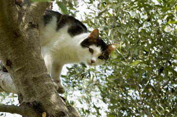 Kot na drzewie oliwnym - obrazy, fototapety, plakaty