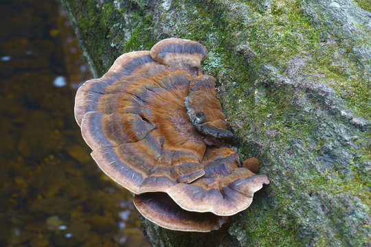 Resinous polypore (Ischnoderma resinosum). Called Late fall polypore and Benzoin bracket also