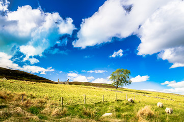 View on lamb on meadows in the highlands of Scotland