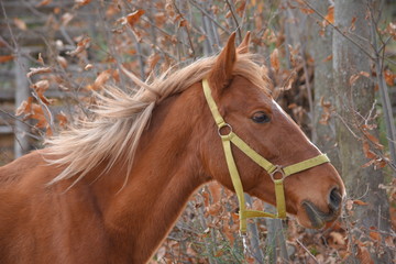 Fototapeta premium closeup of an horse