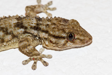 Gecko on the wall