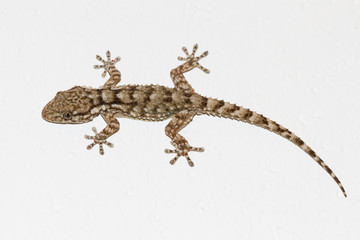 Gecko on the wall