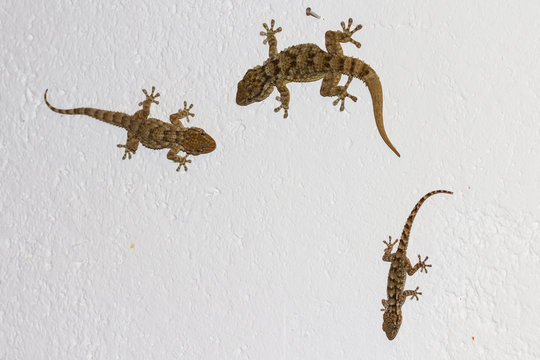 Gecko on the wall
